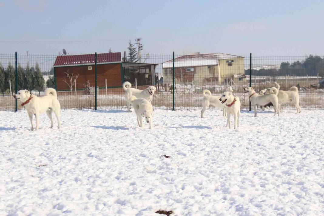 Zorlu şartların güvenli bekçileri, 'Akbaşlar' 10