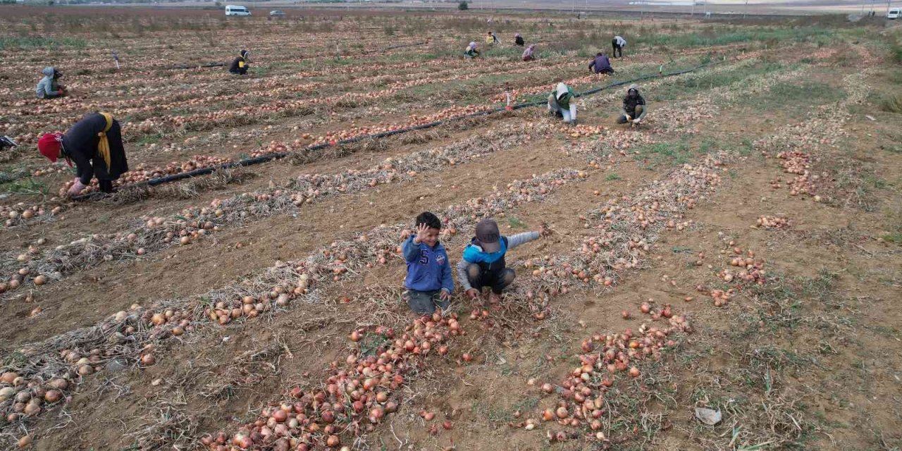 Hasadı yapılan kışlık soğan sofralara gönderilmek için hazırlanıyor