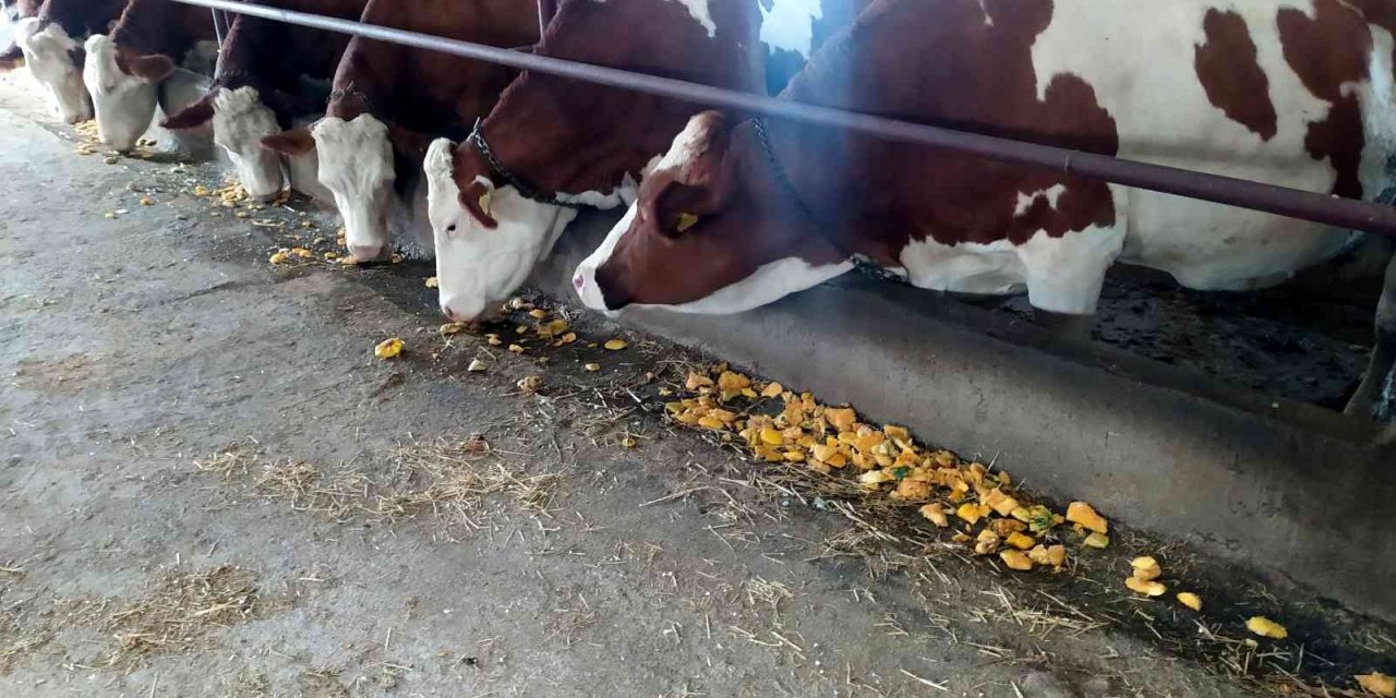 Gübre olarak değil yem olarak kullandı, süt verimini artırdı