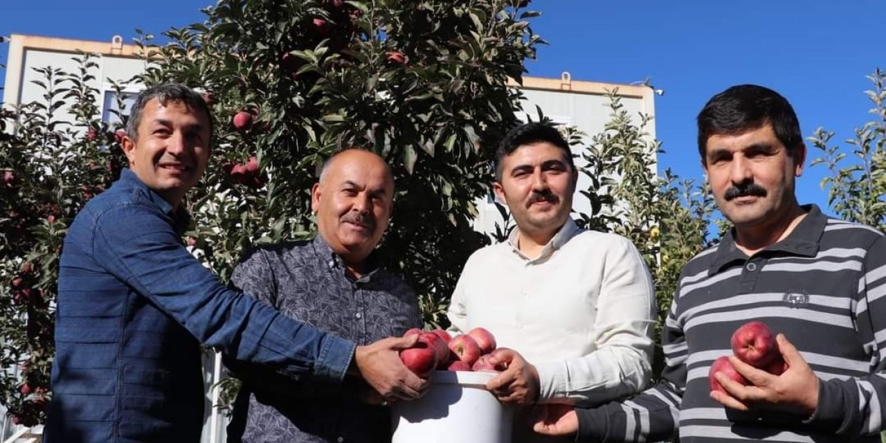 Gürün’de elma hasadında sona gelinde