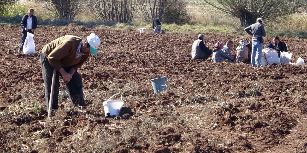 Hasat sonrası akına uğradı, kışlık patates ihtiyaçlarını ücretsiz elde ettiler