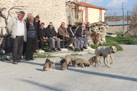 Mahalleli Yavru Köpeklere Sahip Çıkılmasını İstedi