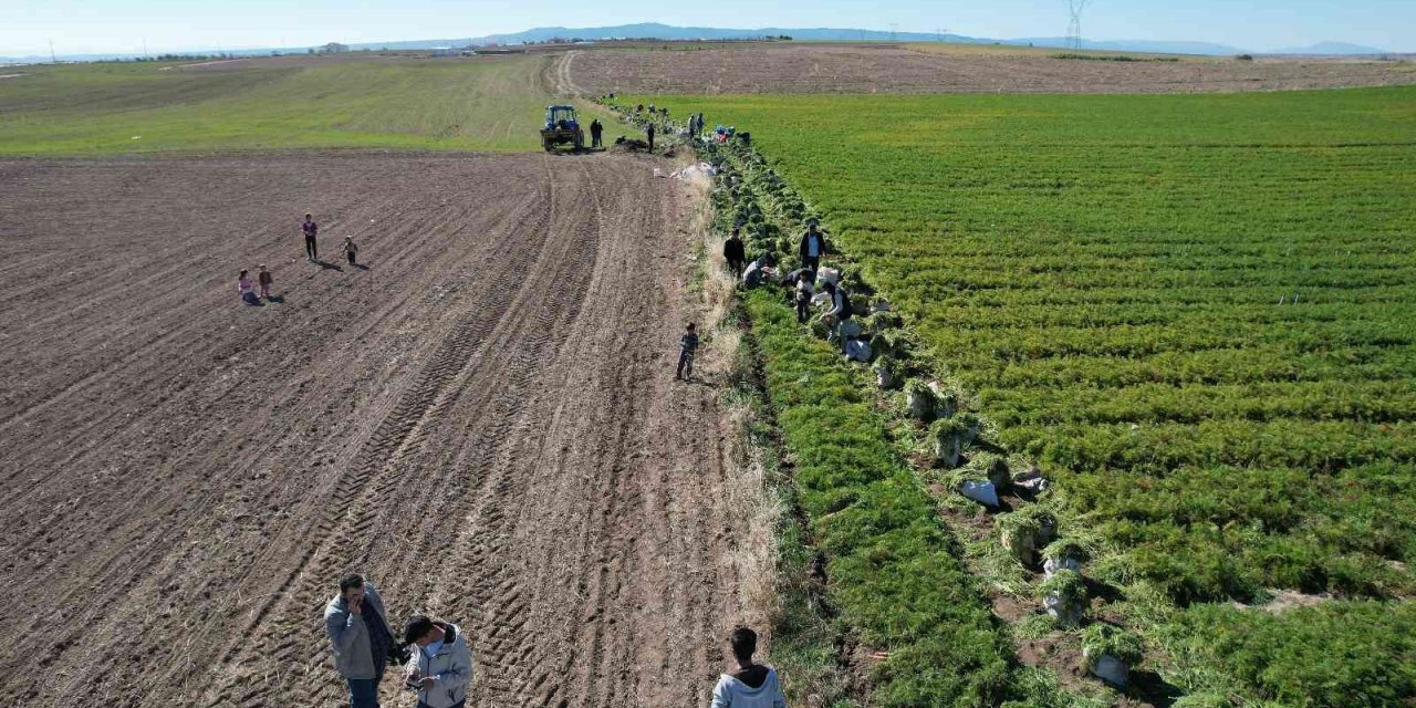 Havucun başkenti Beypazarı’nda hasat başladı