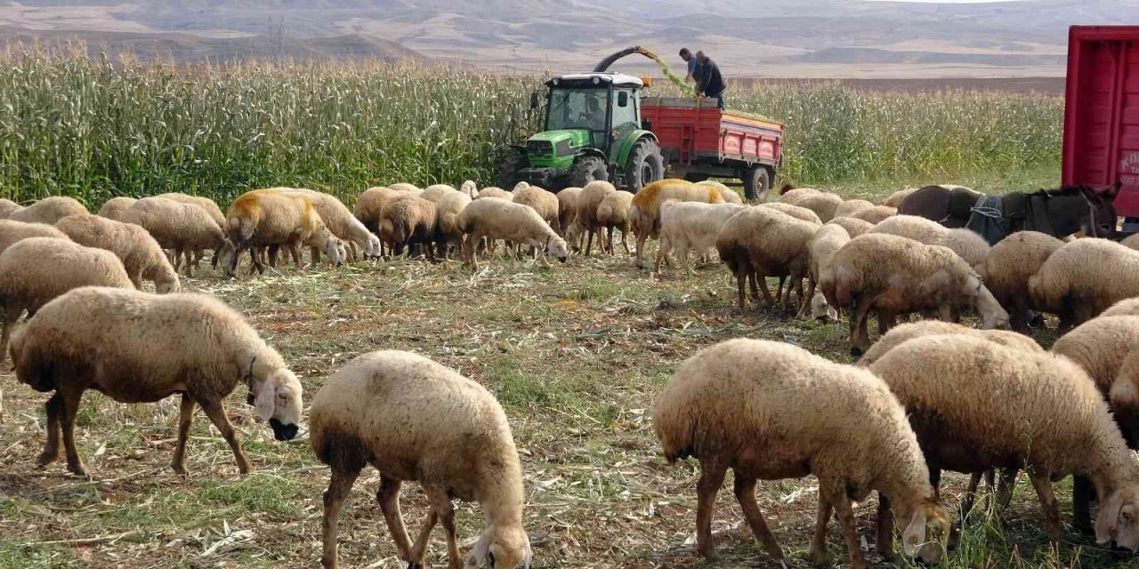 Yozgat’ta yem bitkisi üretiminin artırılması amaçlanıyor