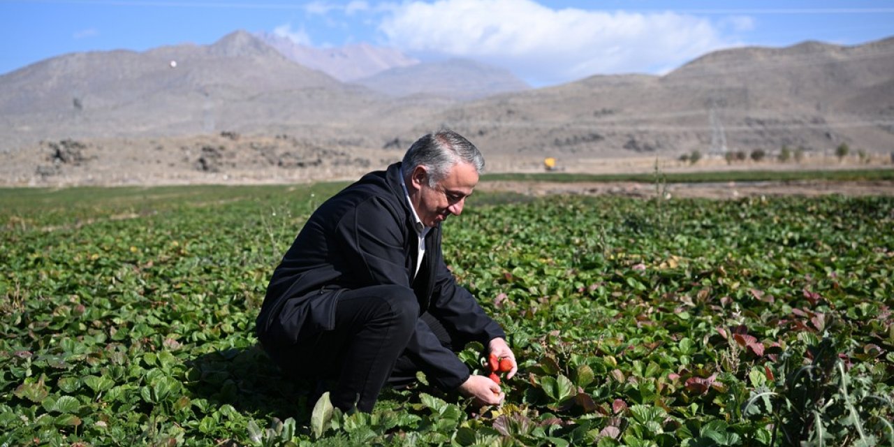 Erciyes’in eteklerinde yetiştirilen çilek fidesi 6 ülkeye ihraç ediliyor