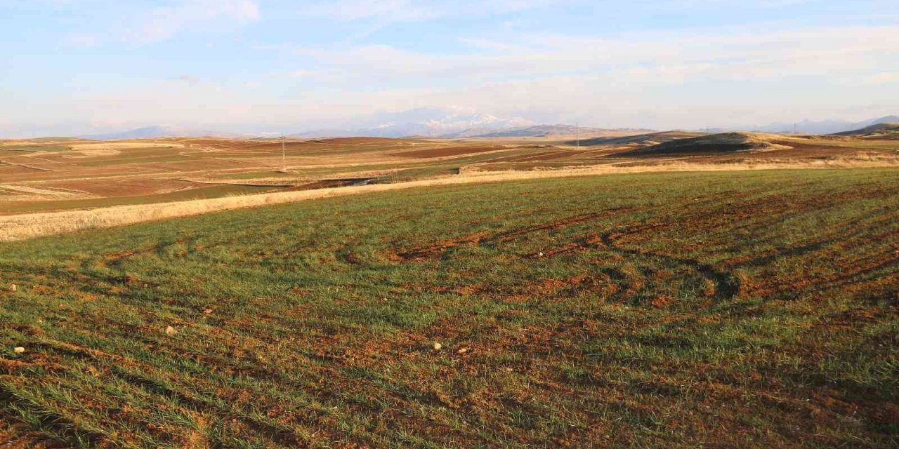 Erken filizlenen buğday tohumları kışı bahara çevirdi