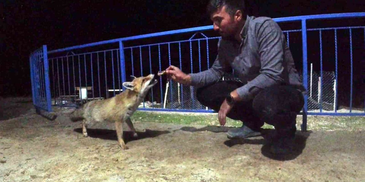 Okul müdürü dostluk kurduğu tilkiyi eliyle besliyor