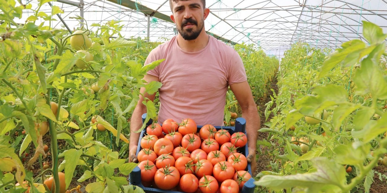 Şehir hayatını bırakıp köyünde sera kurdu