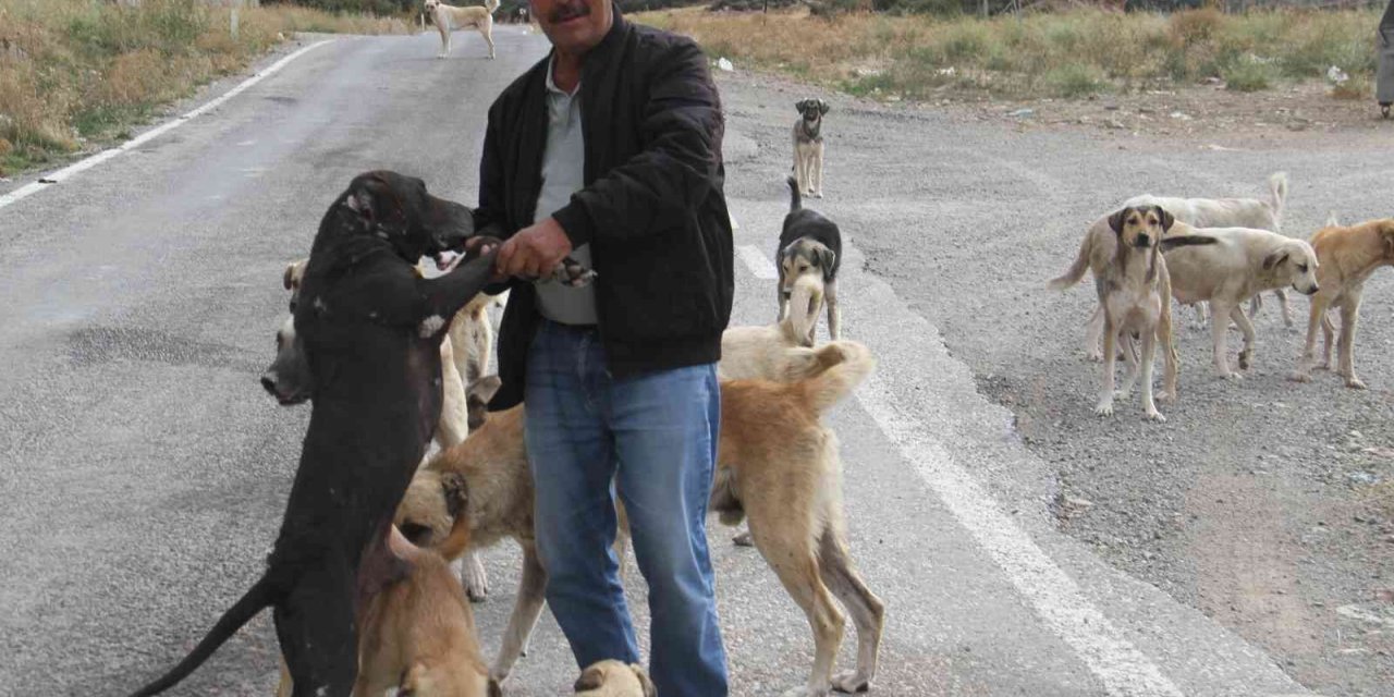 Emekli olunca kendisini sokak köpeklerine adadı