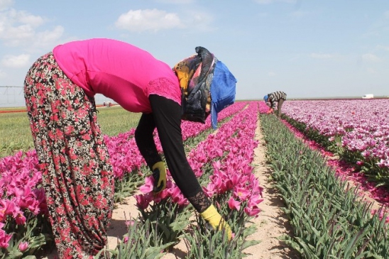 Türkiye’nin Laleleri Konya’da Yetişiyor