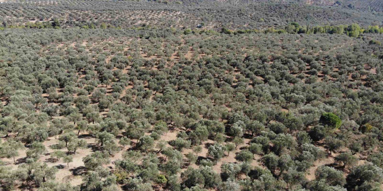 Kuraklık zeytin rekoltesini olumsuz etkileyebilir