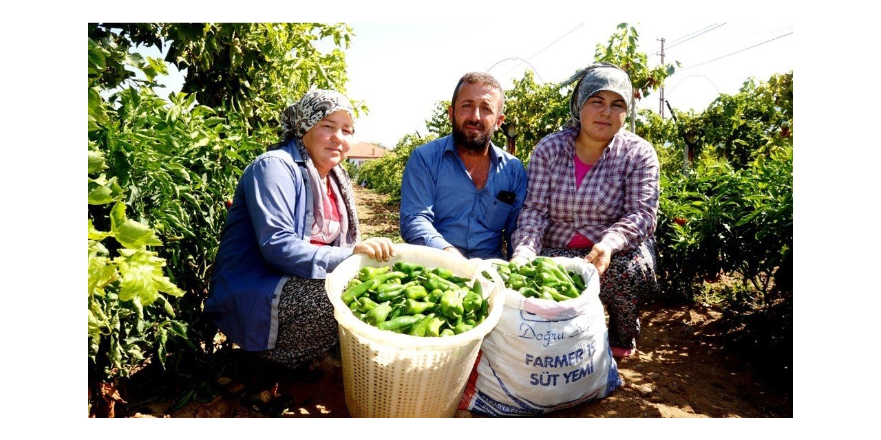 Emcelli Biberi’ne coğrafi mahreç işareti