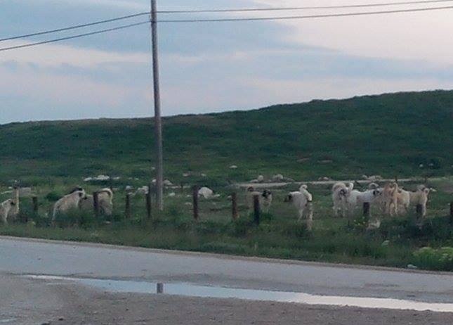 Çulfa'da başıboş köpekler tehlike saçıyor