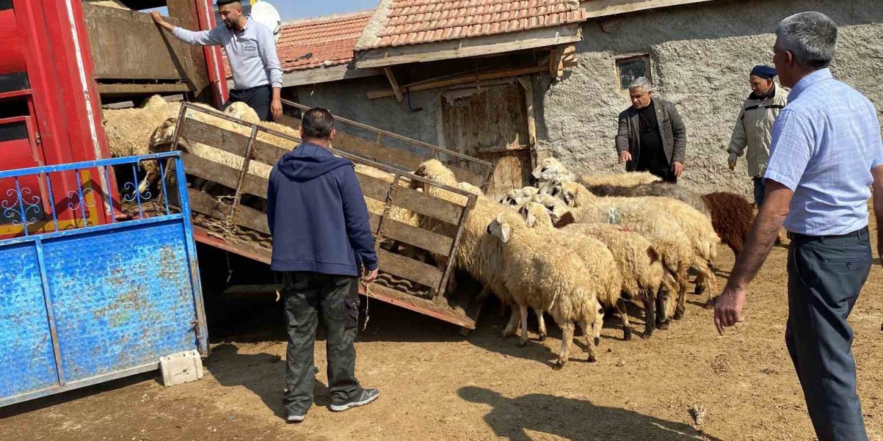 Depremzedelere küçükbaş hayvan desteği