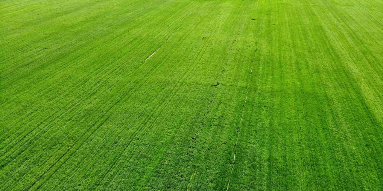 Tahıl ambarı Konya Ovası’nda yağışlarla rekolte beklentisi arttı