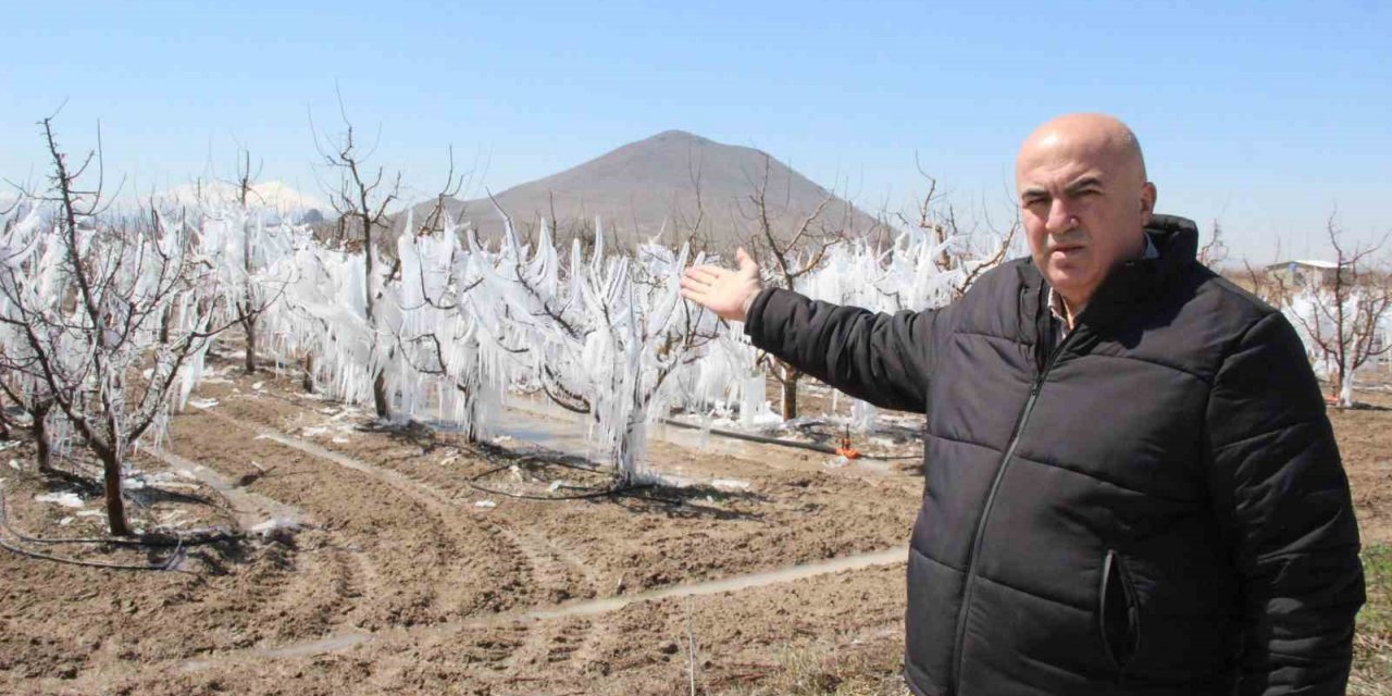 Dona karşı sulanan elma ağaçları buzulları aratmadı