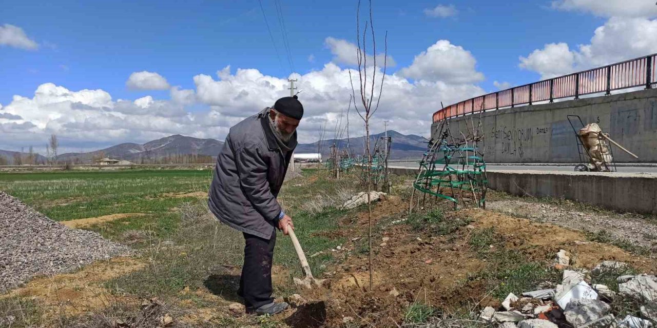 ’Ağaç sever dede’ diktiği bine yakın ağacın bakımını aksatmıyor