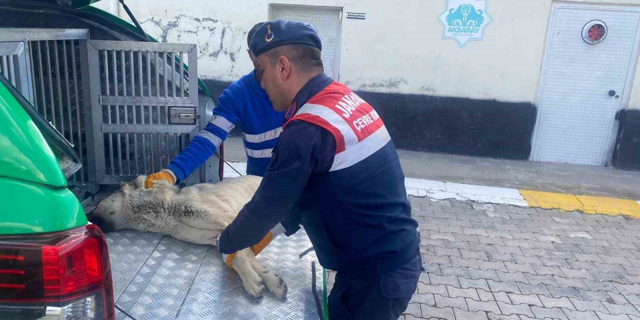 Yaralı köpeğe jandarma yetişti