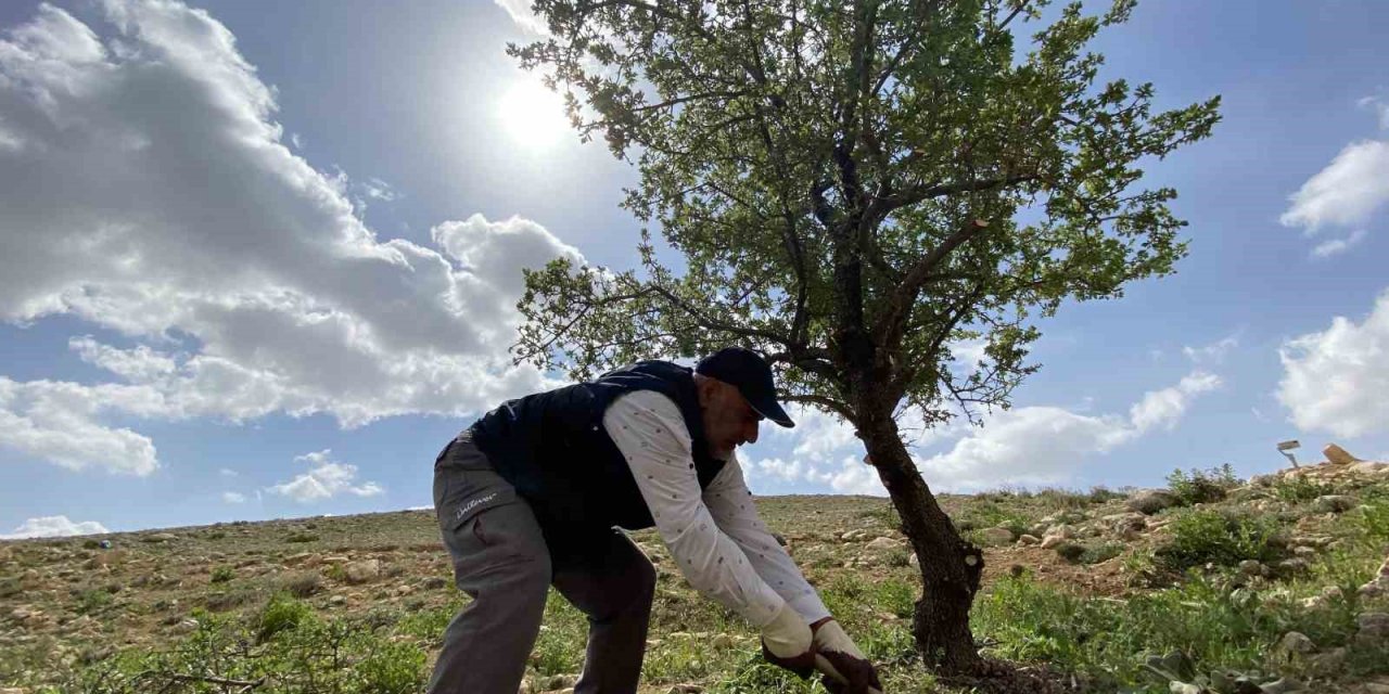 Merak üzerine çıktığı dağlık alanda, gölge bulamayınca kendini ağaçlara adadı