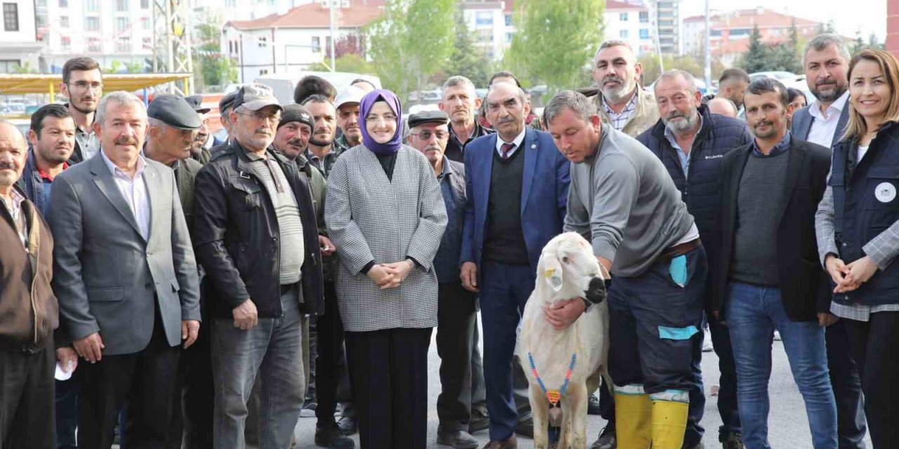 Akyurt’ta çiftçilere damızlık koç desteği