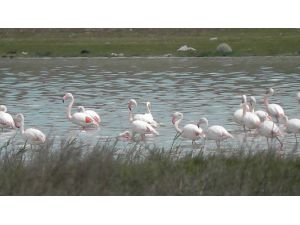 Kulu Düden Gölünde Flamingo Sayısı Artmaya Başladı