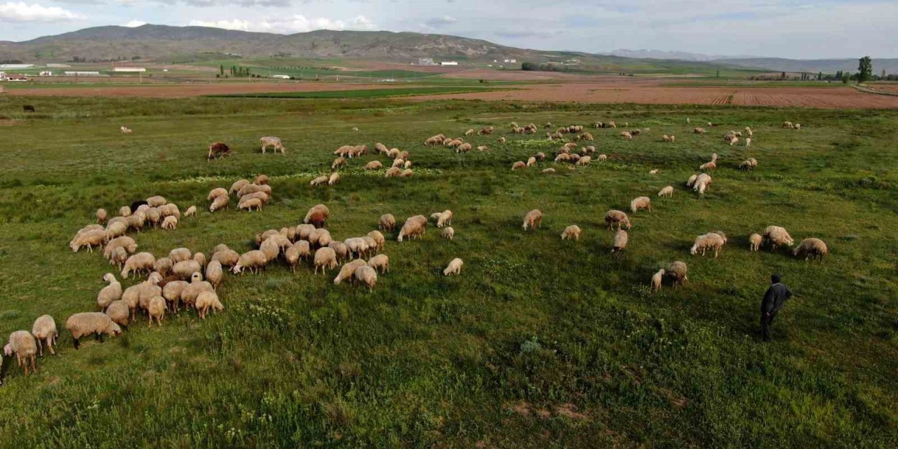 Ziraat Odası Başkanı Çetindağ: “Kurban için yeteri kadar hayvanımız var”