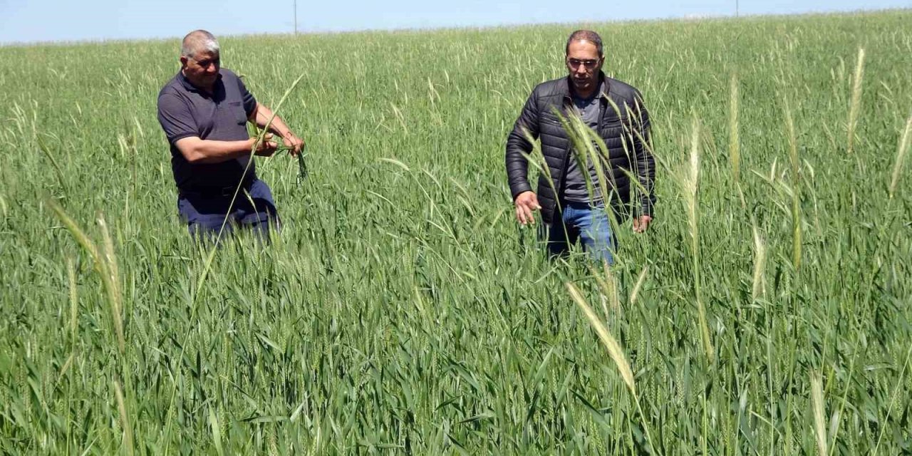 Yozgat’ta buğday alım fiyatı çiftçiyi sevindirdi