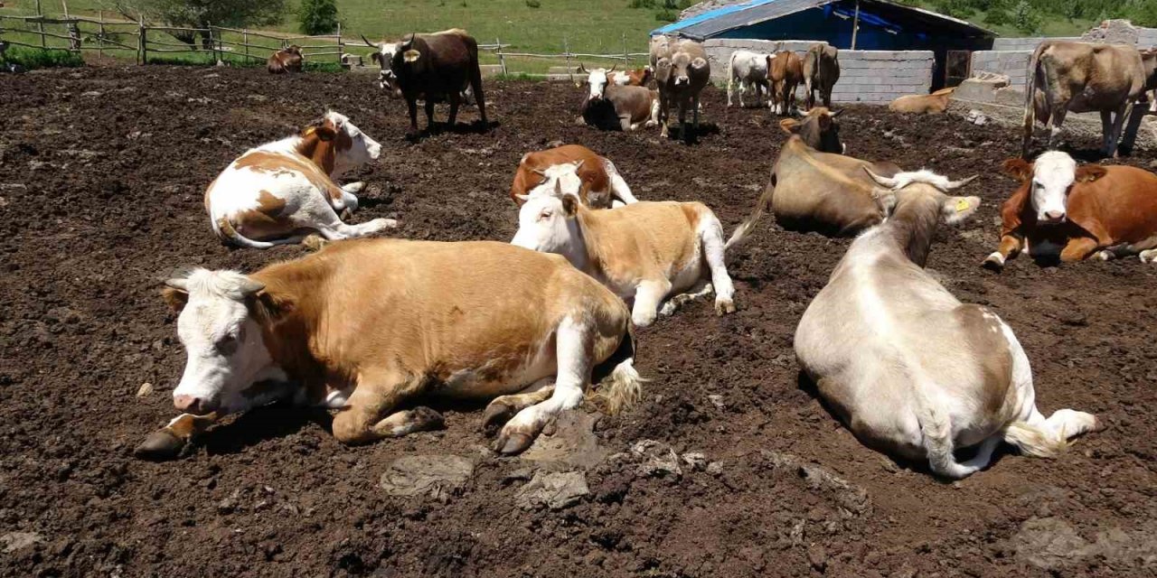 Yozgat’tan büyükşehirlere kurbanlık sevkiyatı başladı