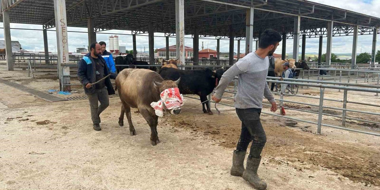 Yozgat’ta hayvan pazarları kurulmaya başladı