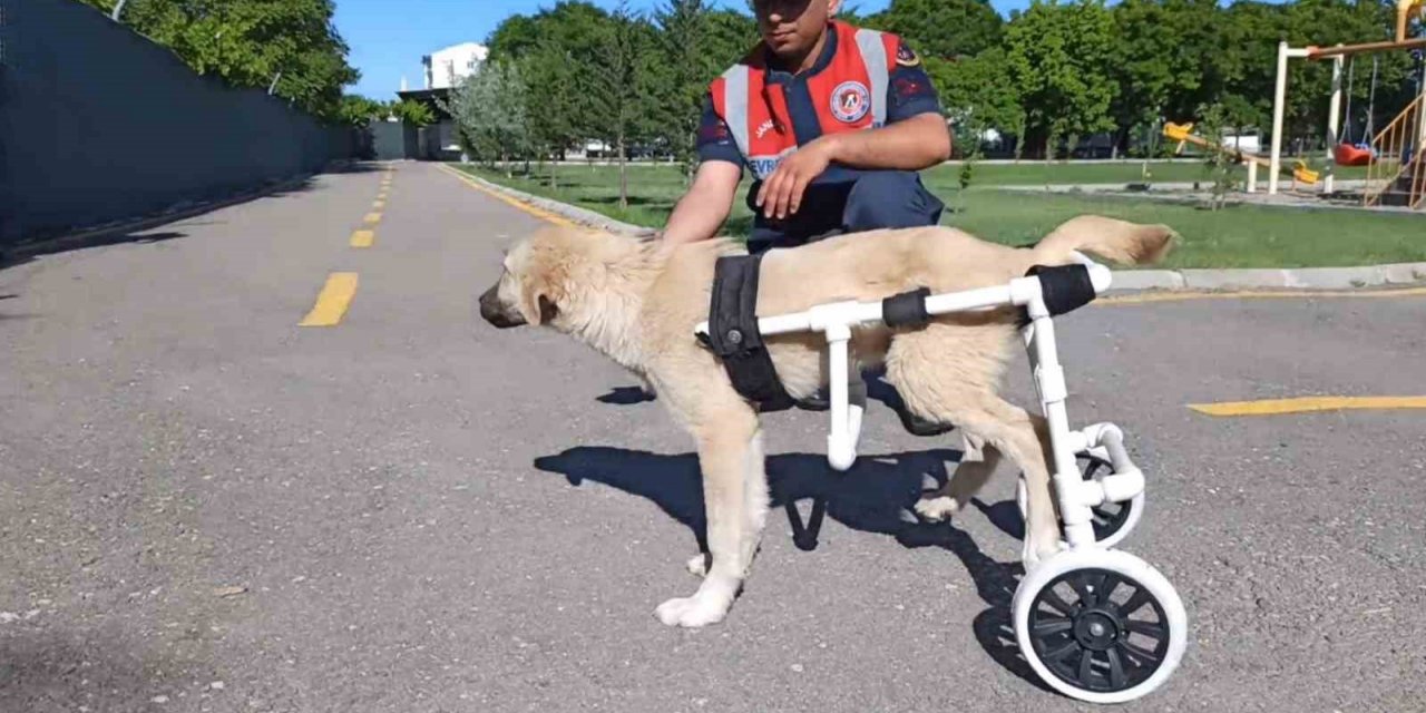 Jandarma, ayağı sakat köpeğe plastik borudan yürüteç yaptı