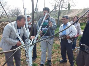 Beyşehir’de Meyve Yetiştiricilerine ‘Kara Leke’ Uyarısı