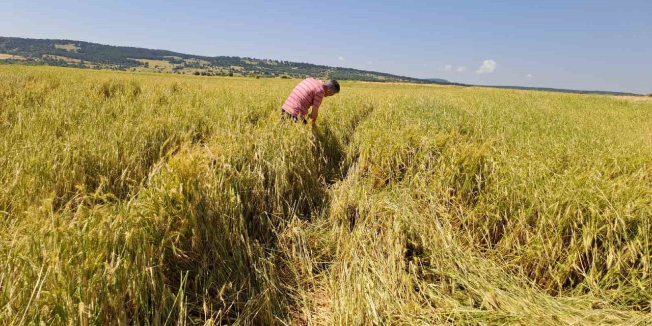 Dolu 25 bin dekar hububatı hasat edilmeyecek düzeye getirdi