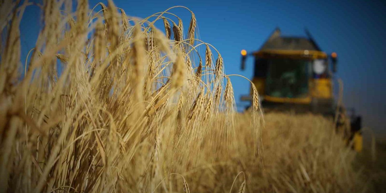 Tahıl ambarı Konya Ovasında arpa hasadı başladı