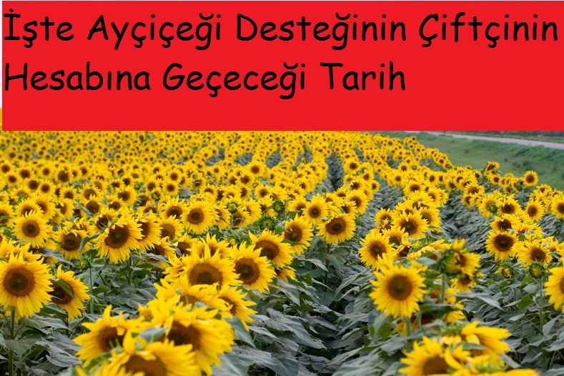 İşte Ayçiçeği Desteğinin Ödeneceği Tarih!