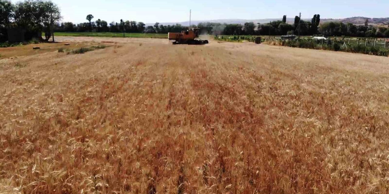 Yüksek rekolte bekleniyor, stratejik ürün buğdayda hasat başladı