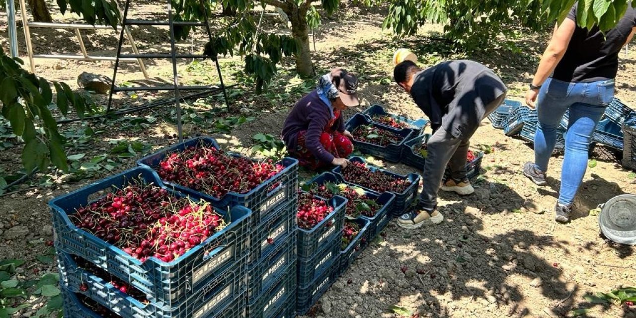 Birçok ülkeye ihraç edilen Mihalıççık kirazında verim yüz güldürdü