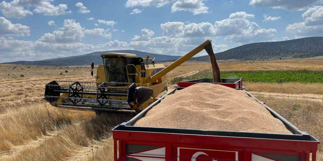 Çifteler ilçesinde çiftçi dönümden 1 ton buğday hasat etti