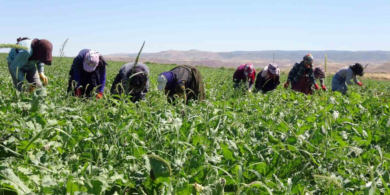 Yozgat’ta mevsimlik tarım işçileri şeker pancarı tarlalarında rızıklarını çıkarıyor