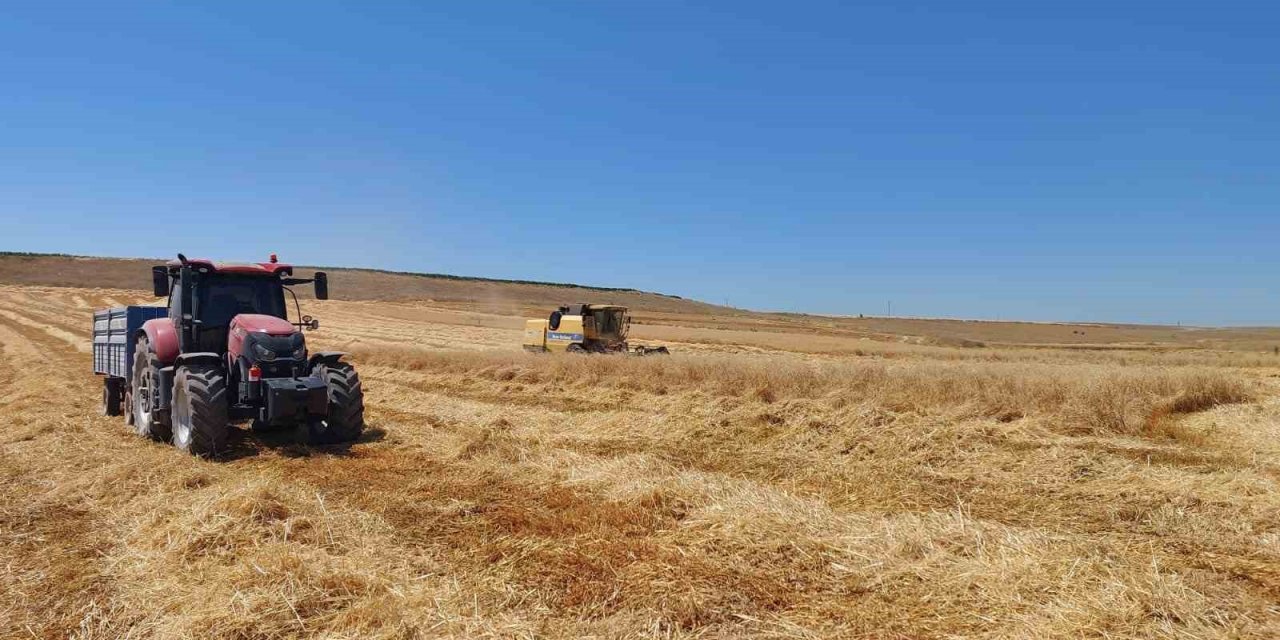 Eskişehir’de yulaf hasadı başladı