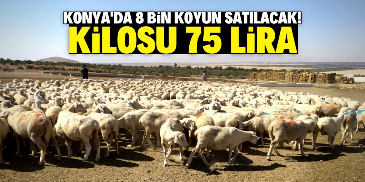Konya'daki çiftlik 8 bin koyunu satışı çıkardı! Kilosu 75 TL
