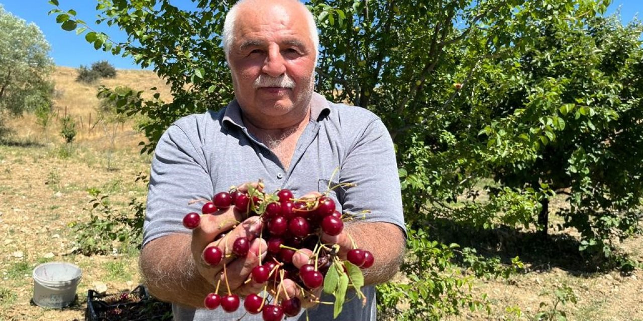 Coğrafi işaretli ‘Çubuk vişnesi’nin hasadı başladı