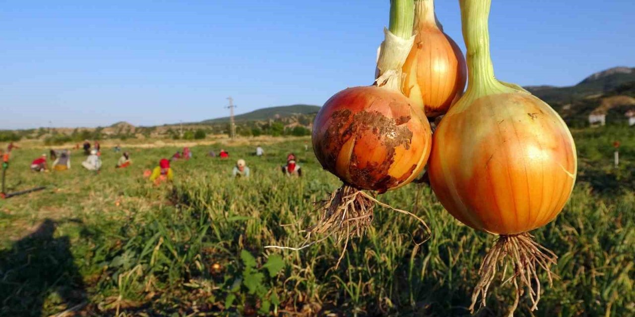 Soğan tarlada 5, tezgahta 15 lira