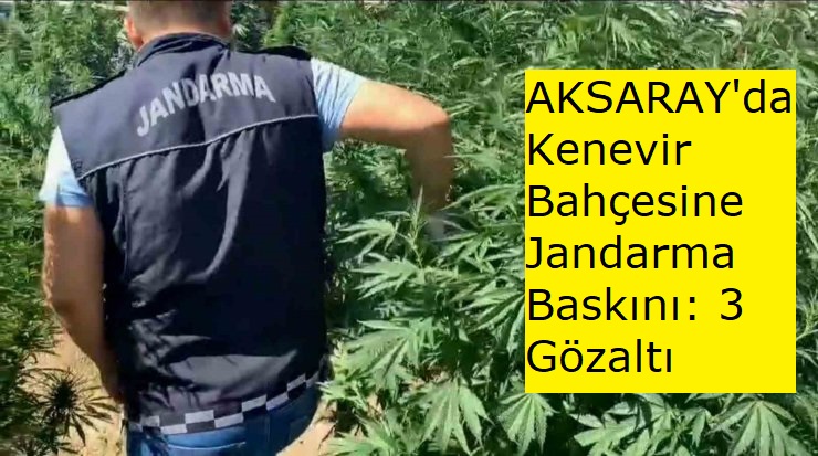 Kenevir bahçesine jandarma baskını: 3 gözaltı