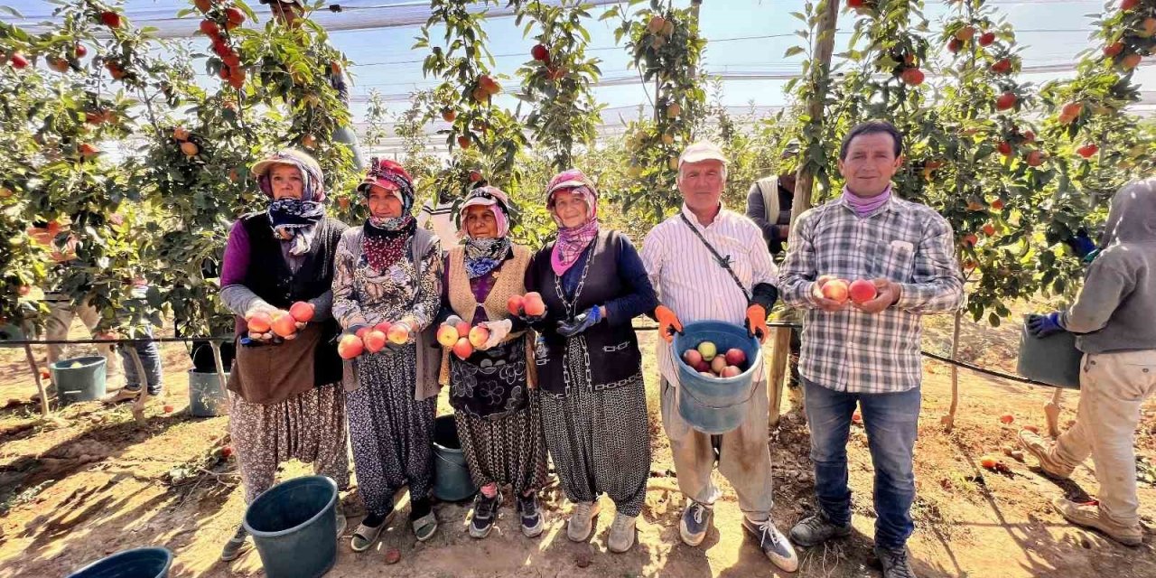 Niğde’de bu yıl 650 bin ton elma rekoltesi bekleniyor