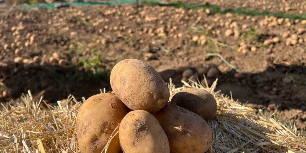 90 çeşit patates fuarda görücüye çıktı