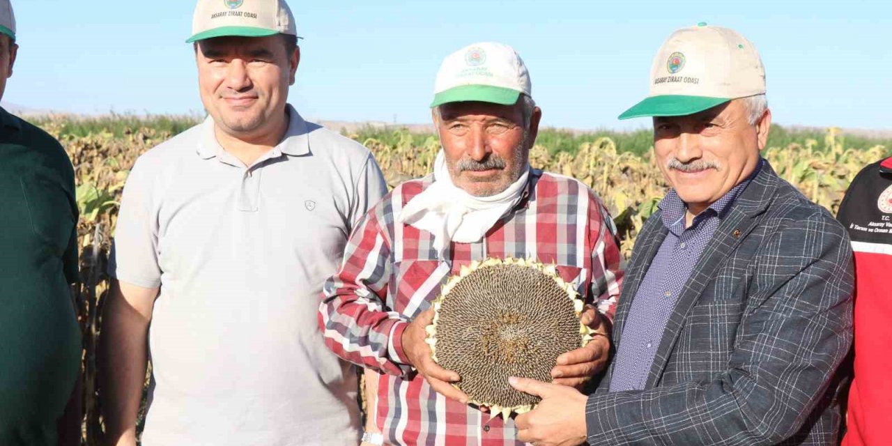 Aksaray'da ay çekirdeğinin hasadı başladı