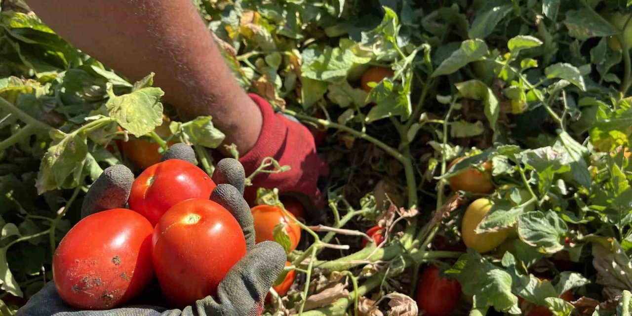 Domatese yağışlar yaradı sıcaklar ise yaktı