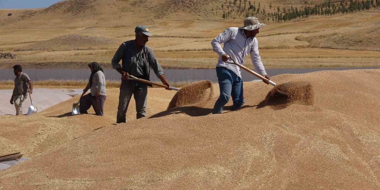 TMO Yozgat genelinde 800 bin ton hububat alımı gerçekleştirdi