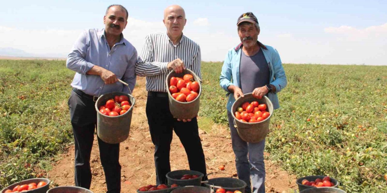 Karaman’da salçalık domates ve biber hasadı başladı