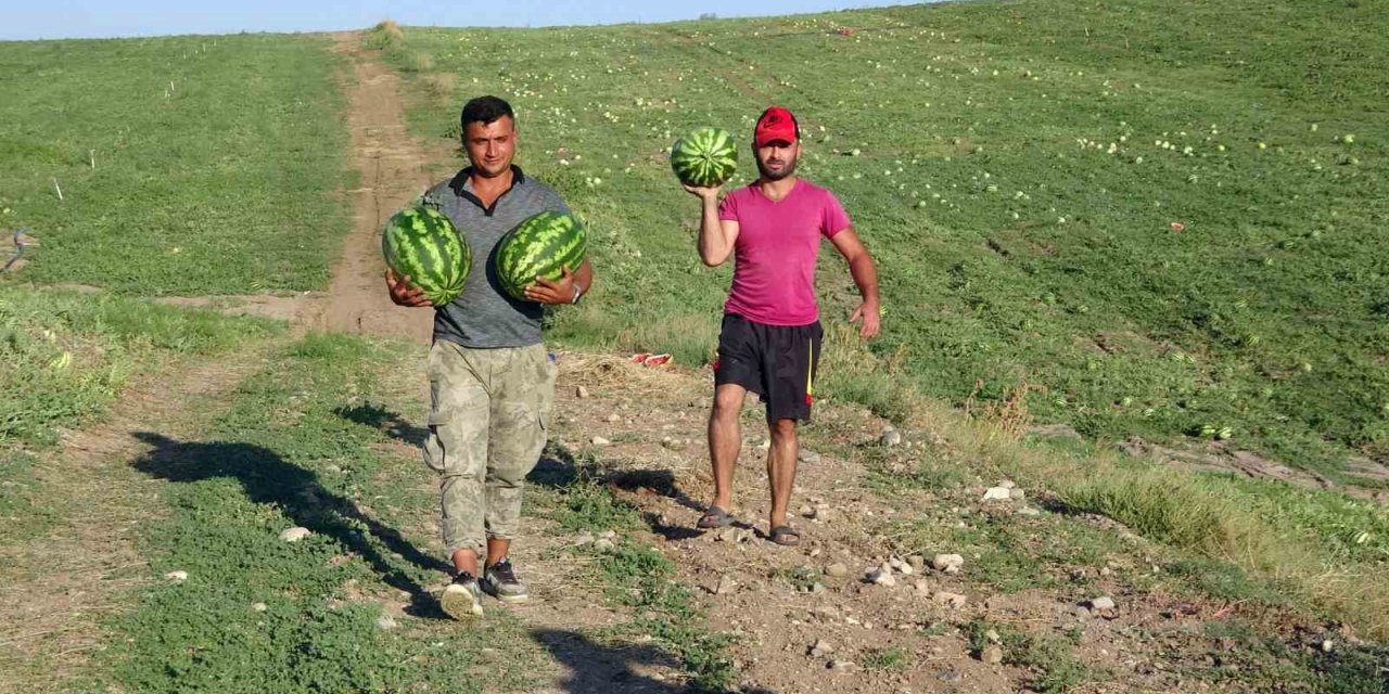 Yozgat’ta kavun ve karpuz hasadı sürüyor